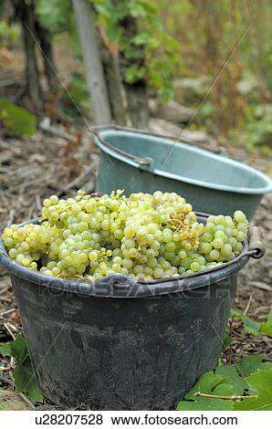 Stock Photo - Vintage: White wine grapes in a bucket. Fotosearch