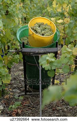 Picture - Vintage: Wine grapes in a bucket. Fotosearch