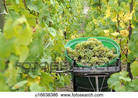 Vintage: Wine grapes in a bucket View Large Photo Image Stock Photograph - Vintage: Wine grapes in a bucket. Fotosearch