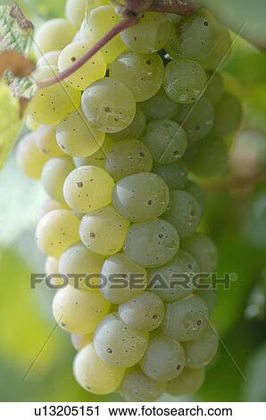 Stock Image - White wine grape. Fotosearch