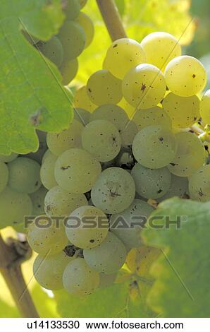 Stock Image - White wine grapes. Fotosearch