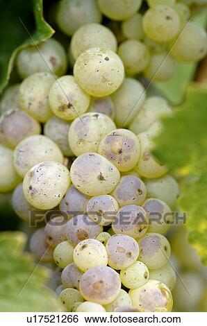 White wine grapes View Large Photo Image Stock Photograph - White wine grapes. Fotosearch
