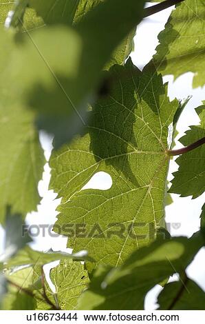 Picture - Wine leaf. Fotosearch