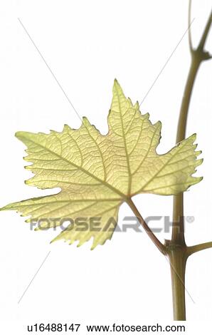 Stock Photo - Wine leaf. Fotosearch