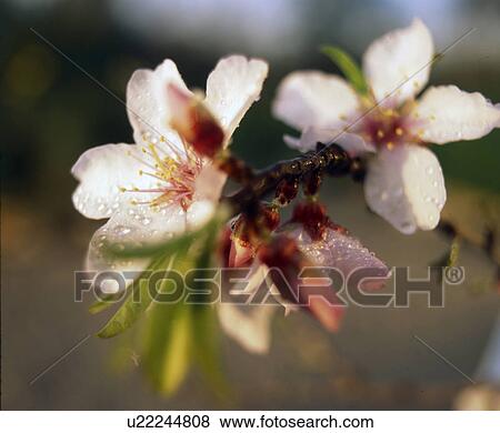 Stock Photo - Almond blossom. Fotosearch