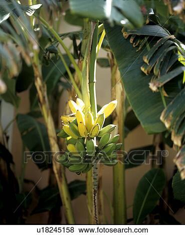 Bananaplant View Large Photo Image Stock Photo - Bananaplant. Fotosearch