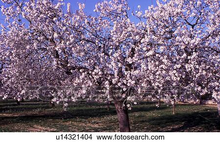 Blooming almond tree View Large Photo Image Picture - Blooming almond tree. Fotosearch
