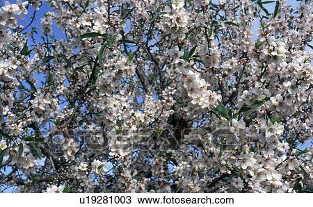 Blooming almond tree View Large Photo Image Stock Image - Blooming almond tree. Fotosearch