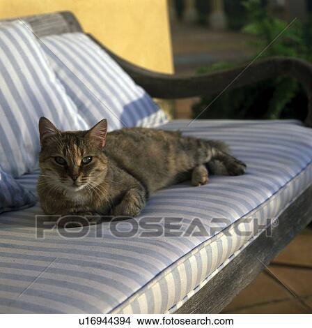 Picture - Cat on the garden bench. Fotosearch