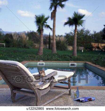 Stock Photography - Chaise and cat at the swimming pool. Fotosearch