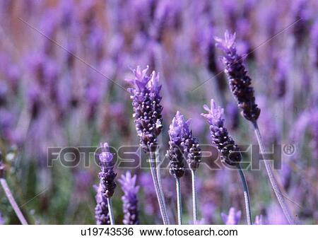 Detail: Lavender on a field (Lavandula angustifolia) View Large Photo Image Stock Photograph - Detail: Lavender on a field (Lavandula angustifolia). Fotosearch