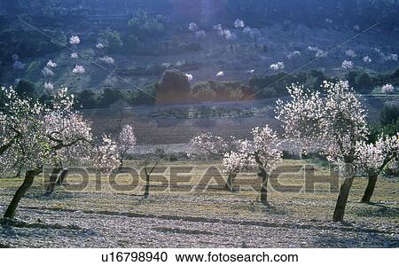 Landscape with blooming almond trees View Large Photo Image Stock Image - Landscape with blooming almond trees. Fotosearch
