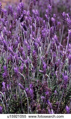 Stock Photography - Lavender. Fotosearch