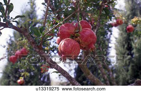 Stock Photography - Pomegranate with fruits. Fotosearch