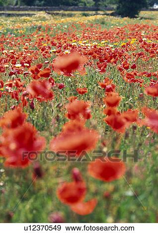 Poppy field View Large Photo Image Stock Photo - Poppy field. Fotosearch