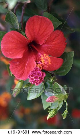 Stock Image - Red hibiscus blossom. Fotosearch