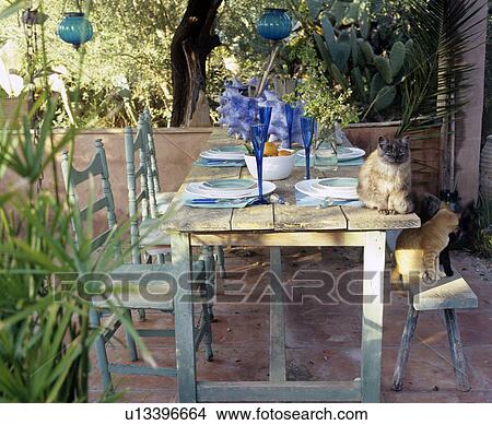 Picture - Setted table on the terrace with cats. Fotosearch