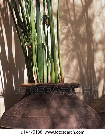 Stock Photo - Terracotta vase with bamboo. Fotosearch