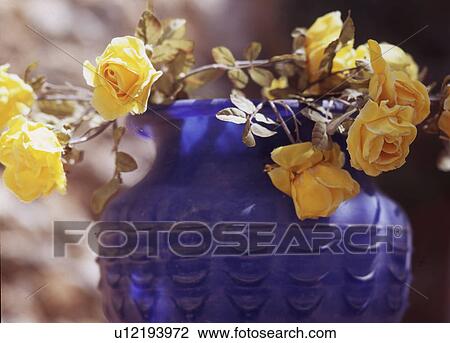 Yellow roses in a vase View Large Photo Image Stock Image - Yellow roses in a vase. Fotosearch