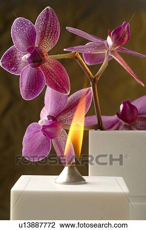 Stock Image - Aroma oil lamp and orchid blossoms. Fotosearch