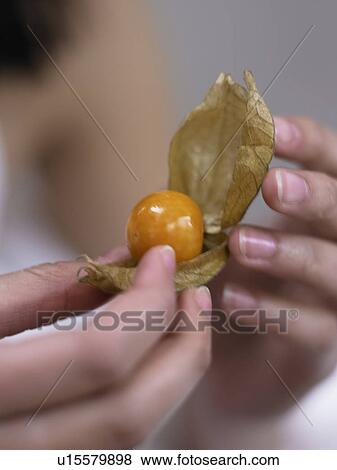 Stock Photo - close-up physalis. Fotosearch