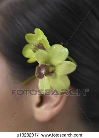 Stock Photo - orchid blossom behind the ear. Fotosearch