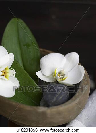 Stock Image - orchid blossom in a dish. Fotosearch