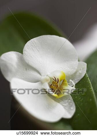 white orchid blossom View Large Photo Image Picture - white orchid blossom. Fotosearch