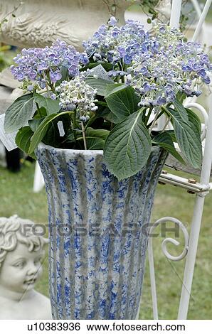 Stock Photograph - blue vase and blue flowers. Fotosearch