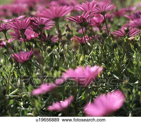 close-up flowercarpet View Large Photo Image Stock Photo - close-up flowercarpet. Fotosearch