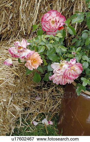 Stock Photo - rose bush and straw. Fotosearch