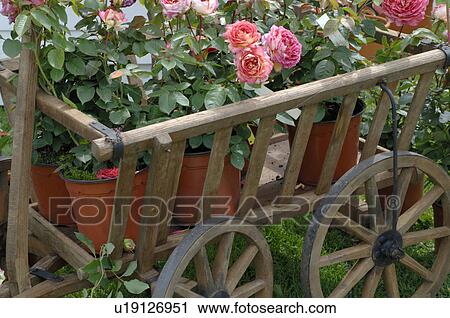 Stock Image - rose tubs on a hay trailer. Fotosearch