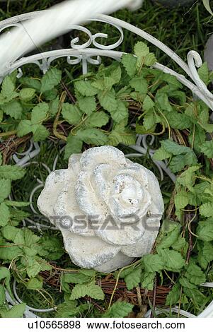 Stock Photo - stone rose blossom. Fotosearch