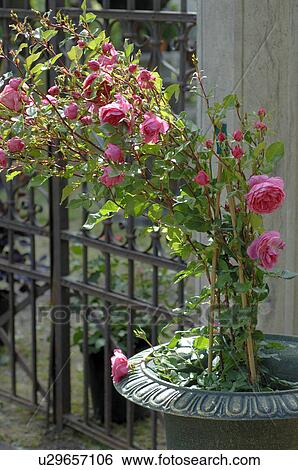 tub with roses View Large Photo Image Stock Photograph - tub with roses. Fotosearch