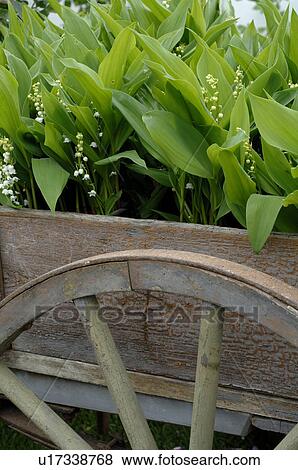 wooden barrow with plants View Large Photo Image Stock Photo - wooden barrow with plants. Fotosearch