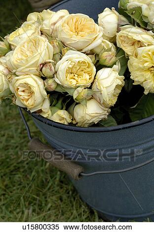 Stock Photography - yellow roses. Fotosearch