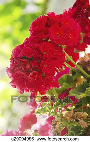 Stock Photograph - Alacati, red flowers. Fotosearch