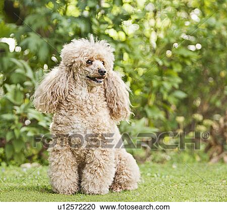 french poodle