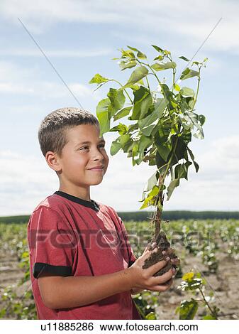 Stock Photograph - Boy (8-9) planting trees in tree farm. Fotosearch