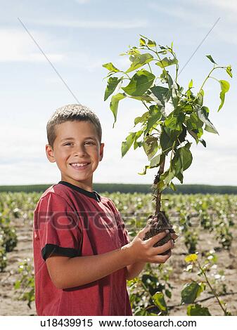 Stock Photography - Boy (8-9) plating trees in tree farm. Fotosearch