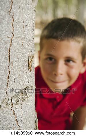 Stock Image - Boy (8-9) playing seekand hide between poplar trees in tree farm. Fotosearch
