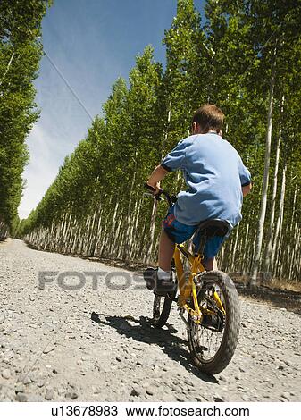 Stock Image - Boy (8-9) riding bike between poplar trees in tree farm. Fotosearch