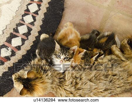 Picture - Cat feeding young. Fotosearch