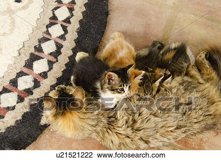 Stock Image - Cat feeding young. Fotosearch