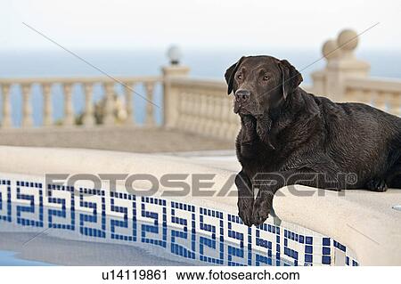 Chocolate Labrador by Pool View Large Photo Image Stock Image - Chocolate Labrador by Pool. Fotosearch