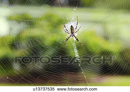 Close up of Argiope Spider on spider web View Large Photo Image Stock Photography - Close up of Argiope Spider on spider web. Fotosearch