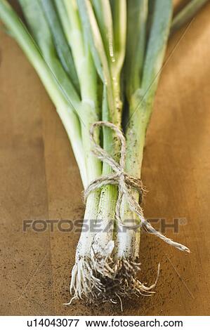 Close up of bunch of scallions View Large Photo Image Stock Photo - Close up of bunch of scallions. Fotosearch