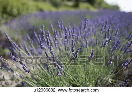 Close-up of lavender in field View Large Photo Image Stock Image - Close-up of lavender in field. Fotosearch