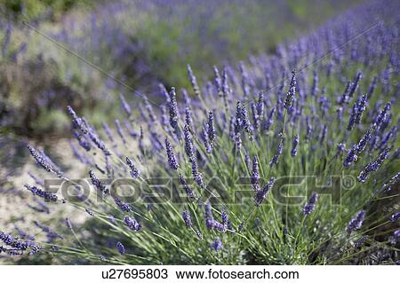 Stock Image - Close-up of lavender in field. Fotosearch