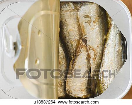 Close up of sardines in can View Large Photo Image Picture - Close up of sardines in can. Fotosearch